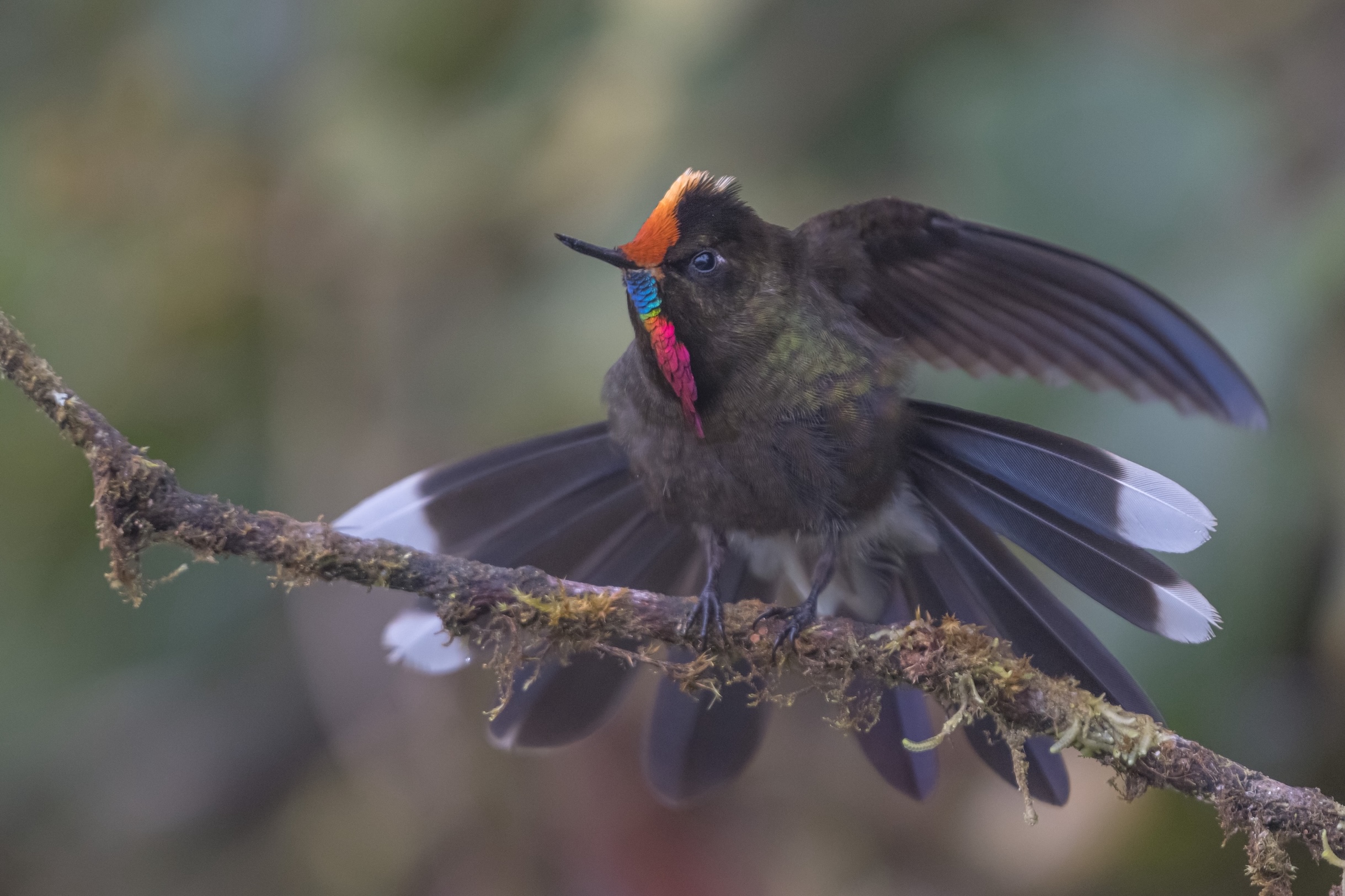 Colors of the Andes: Colombia Bird Photography Tour